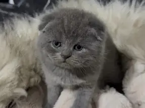 2 AYLIK SCOTTİSH FOLD DİŞİ YAVRUMUZ