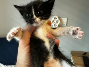 1 aylık yavru kedi