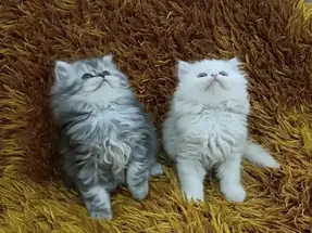 CHİNCHİLLA YAVRULAR