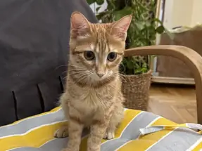 Sarı yavru kedi