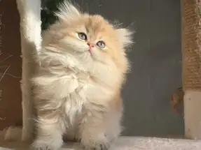 Orijinal safkan British Longhair Dişi yavru