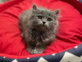 2 AYLIK BRİTİSH LONGHAİR DİŞİ YAVRUMUZ