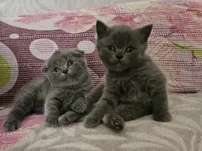 British shorthair ve Scottish fold blue erkek yavrular