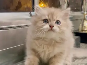 Safkan Orijinal British Longhair irki Dişi yavrumuz