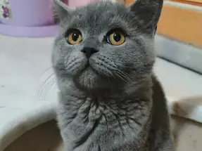 British Shorthair Yavru kediler