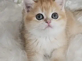 Absolu torunu Safkan British Shorthair Erkek Yavrumuz