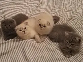 British Longhair Scottish Fold 2 aylık dişi ve erkek yavrular