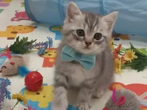 Sevimli pati British Shorthair Erkek yavru