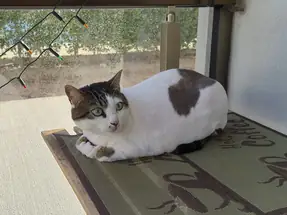 Kedimiz Layla 5 yaşında