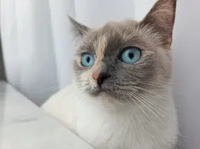 British Shorthair 3 Yaşında Kısır Dişi