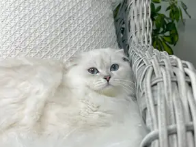 Özel Scottish Fold Longhair Erkek