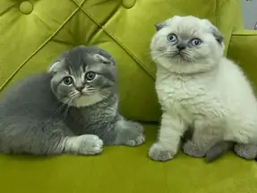 Top kafa ayı surat scottish fold yavrular