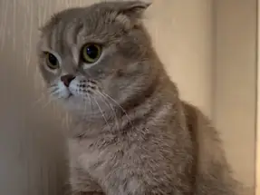 Ücretsiz Scottish cins kedi 3 yaşında dişi