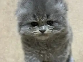 Scottish Fold Longhair Blue Grey AYI KAFA dişi yavru