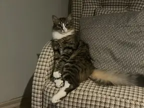 1 yaş dişi kedi
