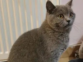 6 aylık British Shorthair Blue ve Blue Point Dişi Yavrular